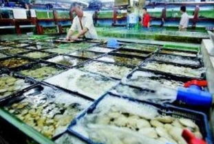 常州公布6月份市场价格监测分析 水产品价格波动与市场趋势