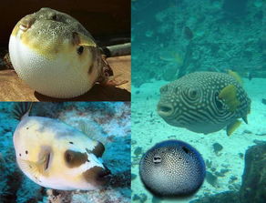 河豚的秘密 膨胀的防御机制