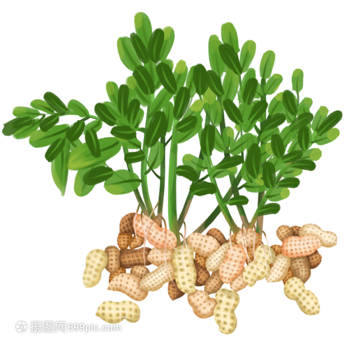 带枝的花生 一种被忽视的生态智慧