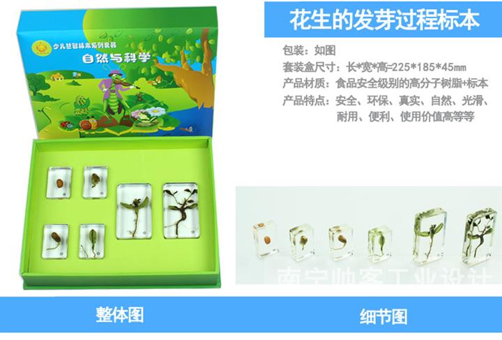 花生幼教包埋标本 让科学探索从指尖开始